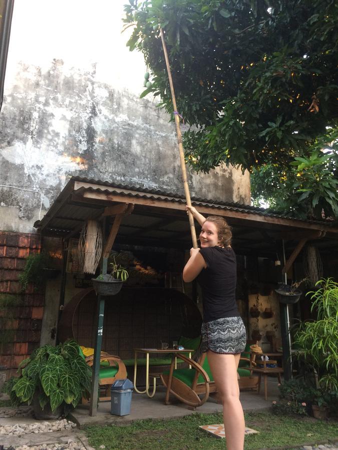 Guest house Mango Tree Dipudjo 2*