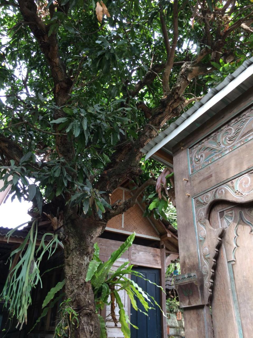Guest house Mango Tree Dipudjo Yogyakarta