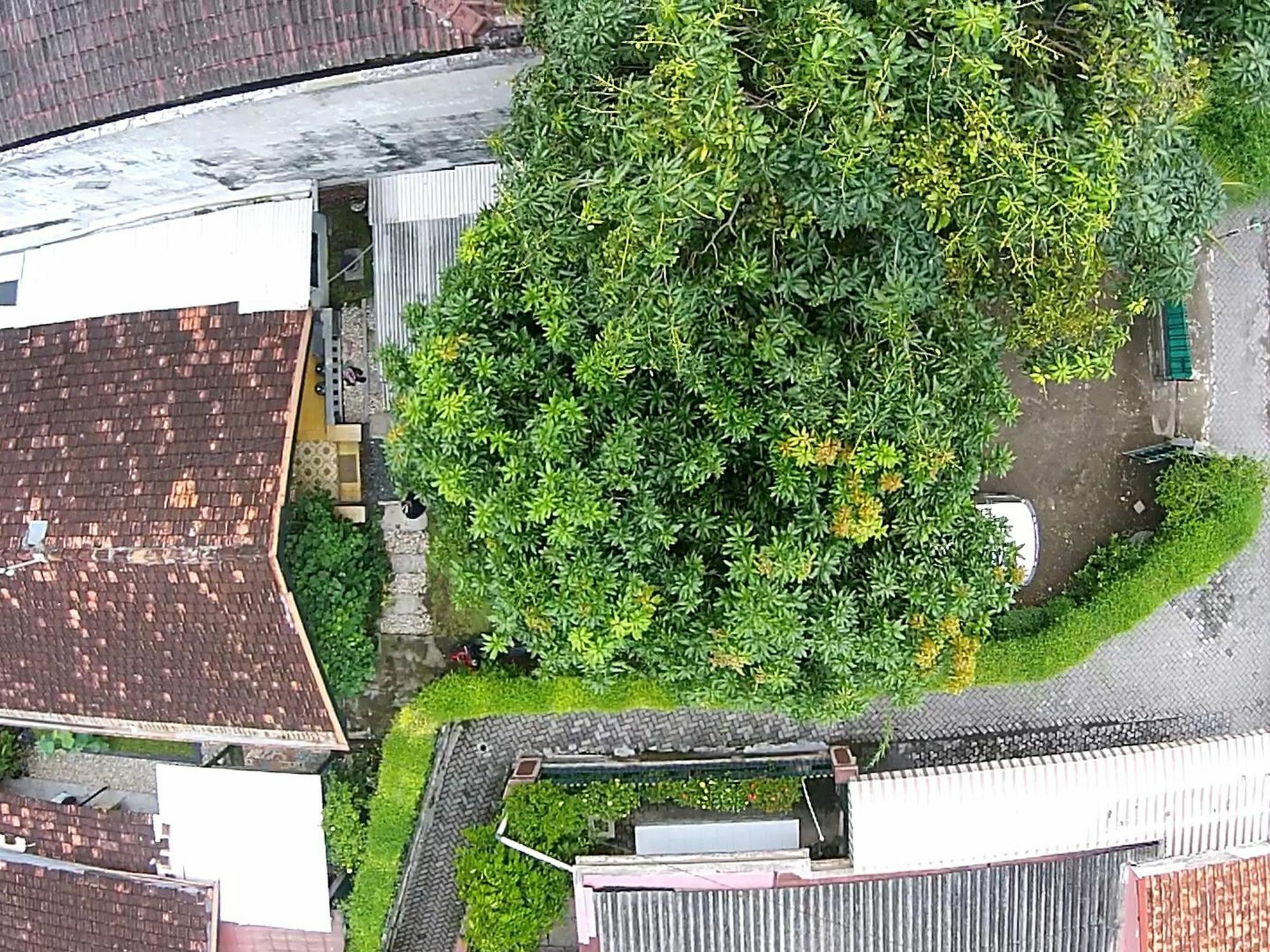 Guest house Mango Tree Dipudjo